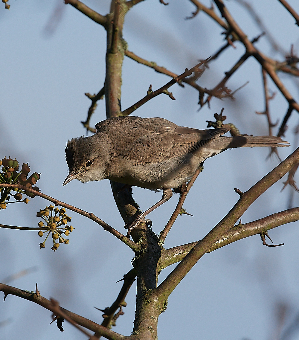 WivetonBarredWarbler041221-17