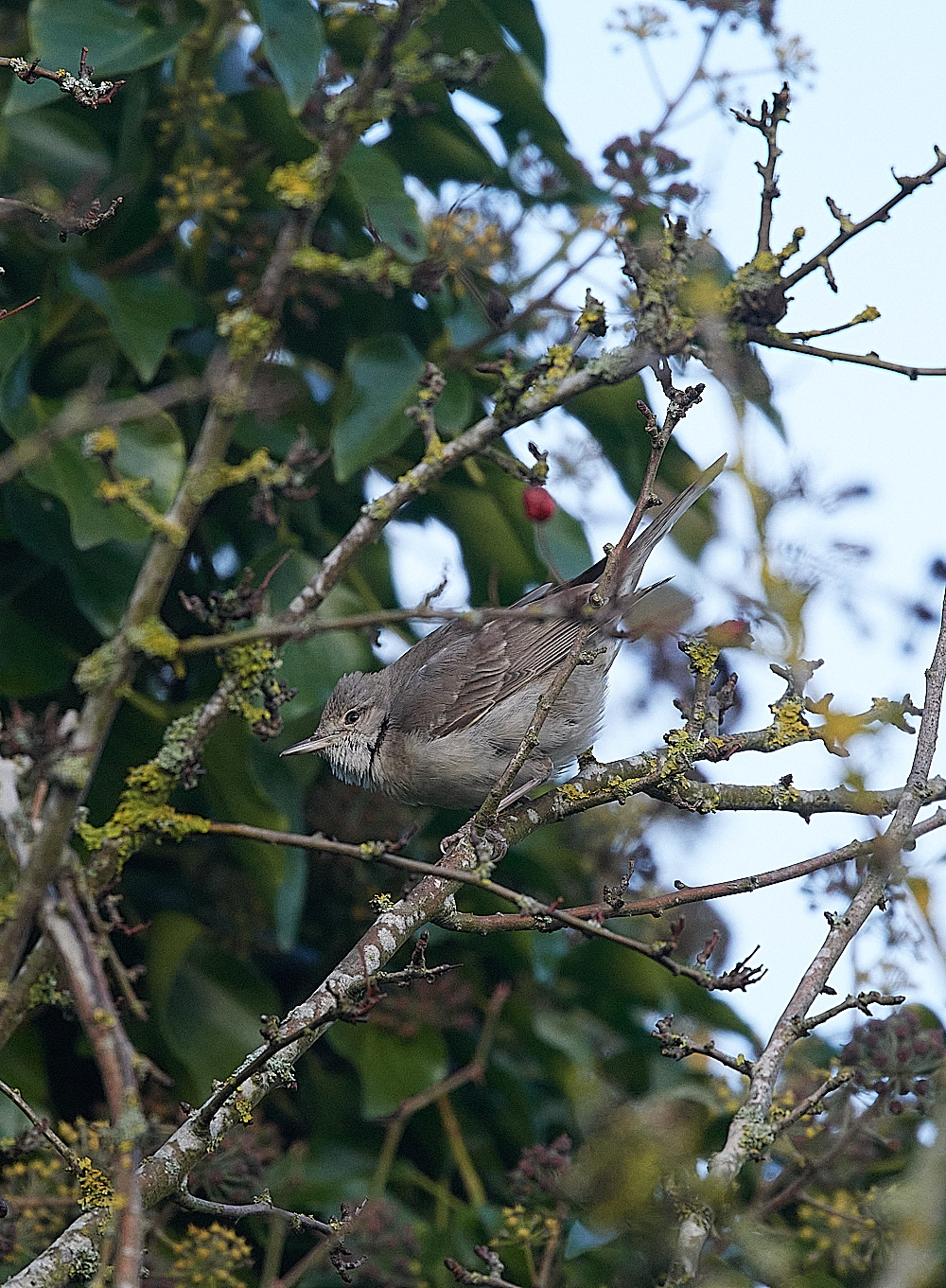 WivetonBarredWarbler041221-2