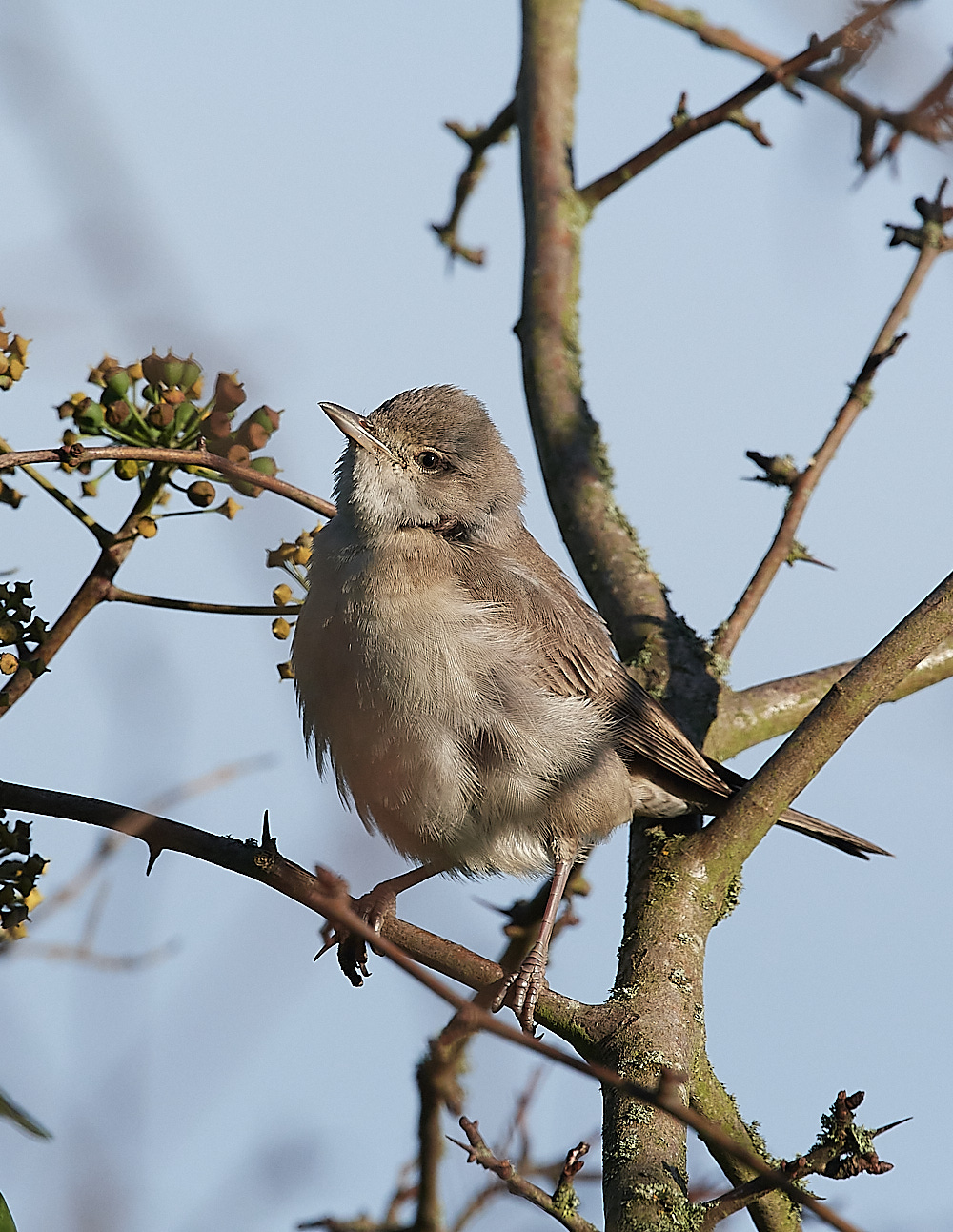 WivetonBarredWarbler041221-21