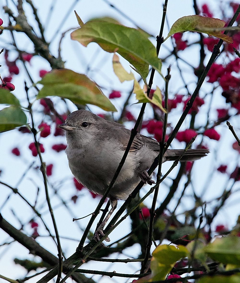WivetonBarredWarbler041221-22