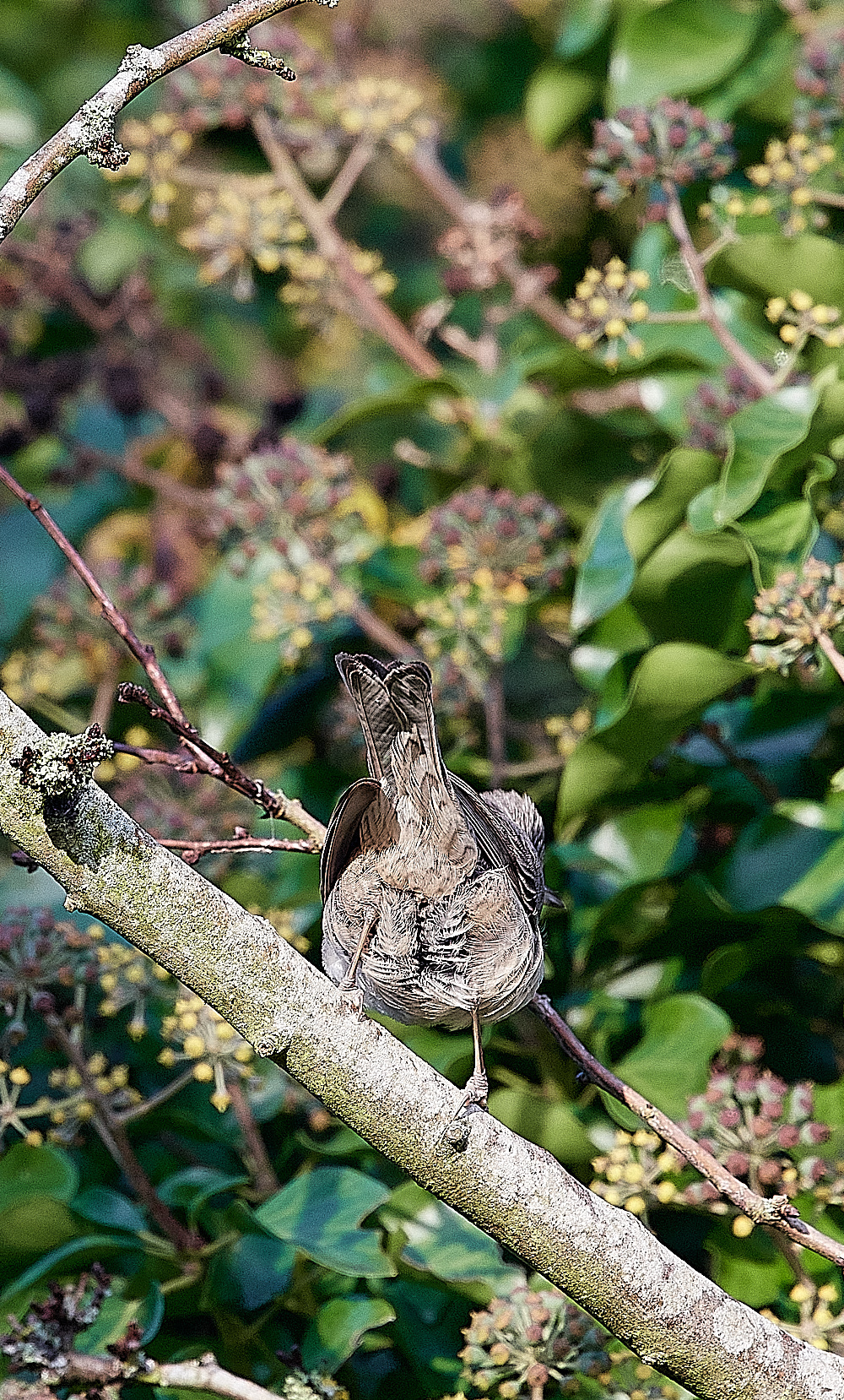 WivetonBarredWarbler041221-24