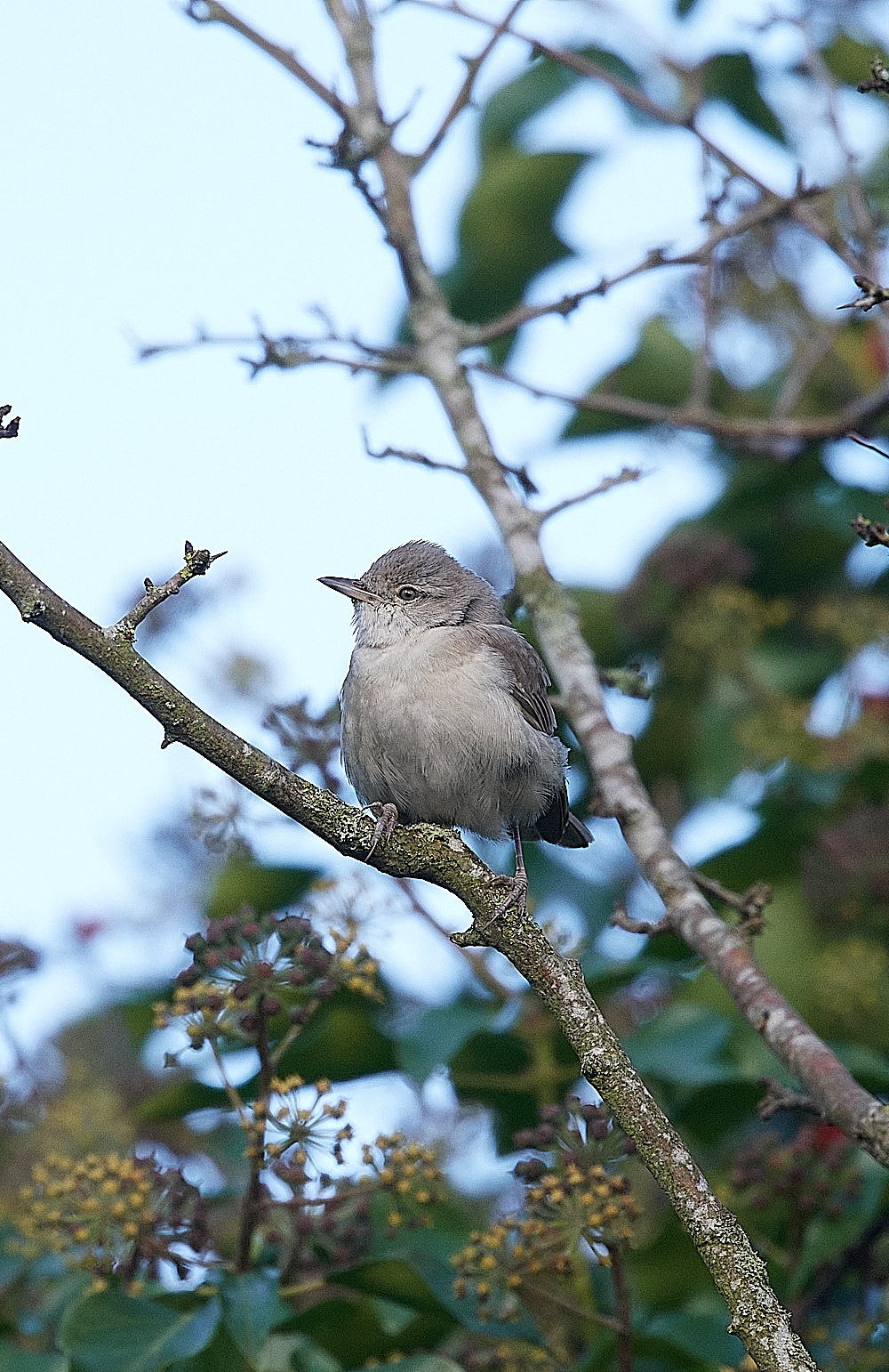 WivetonBarredWarbler041221-3