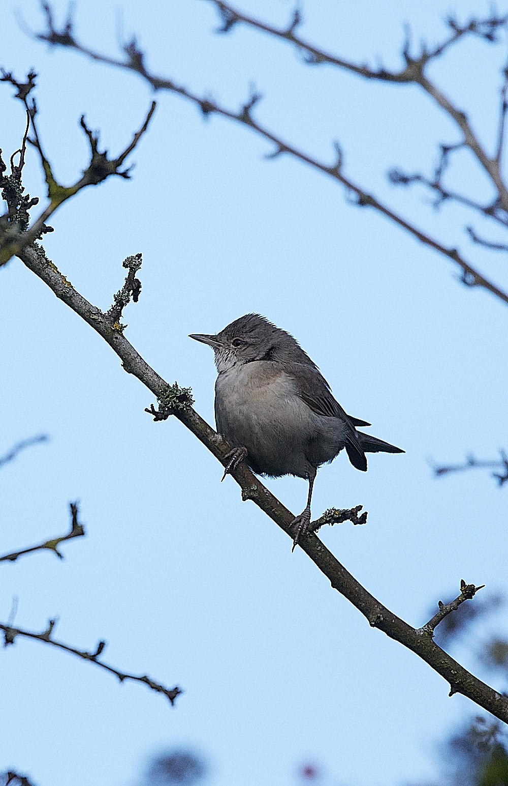 WivetonBarredWarbler041221-4