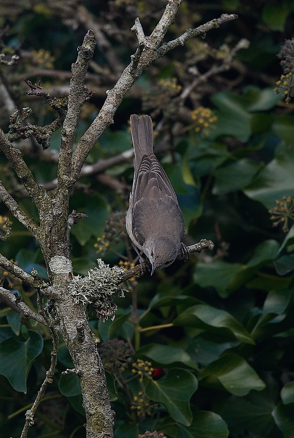 WivetonBarredWarbler041221-5
