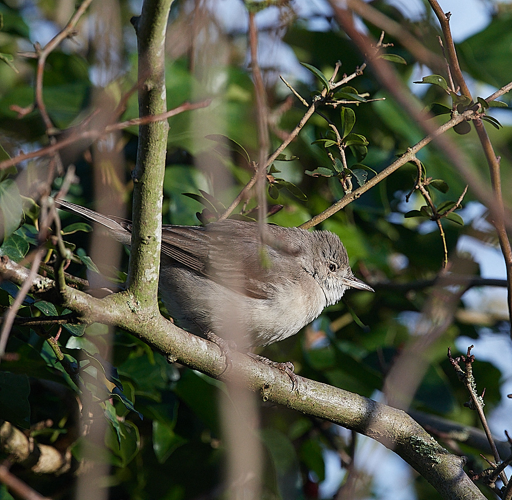 WivetonBarredWarbler041221-6