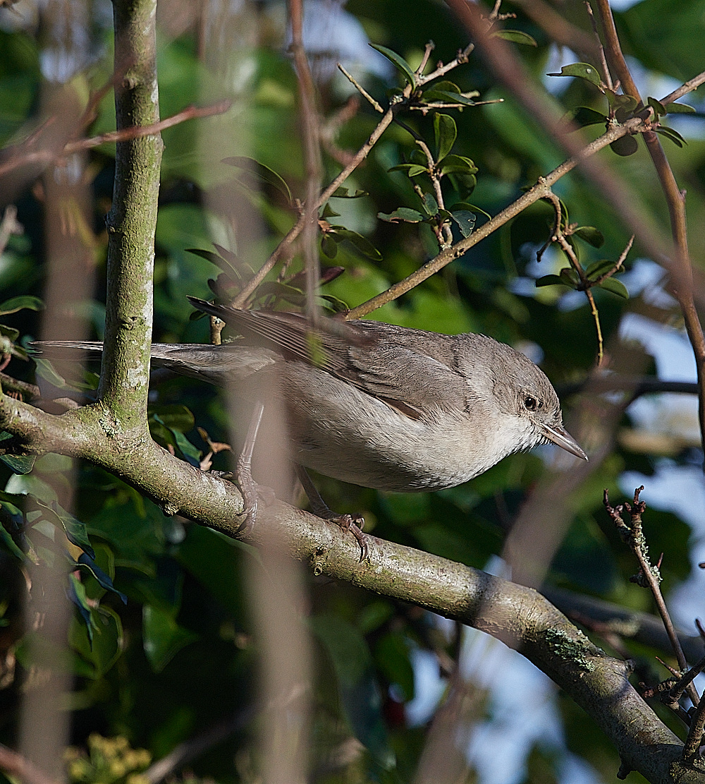 WivetonBarredWarbler041221-7