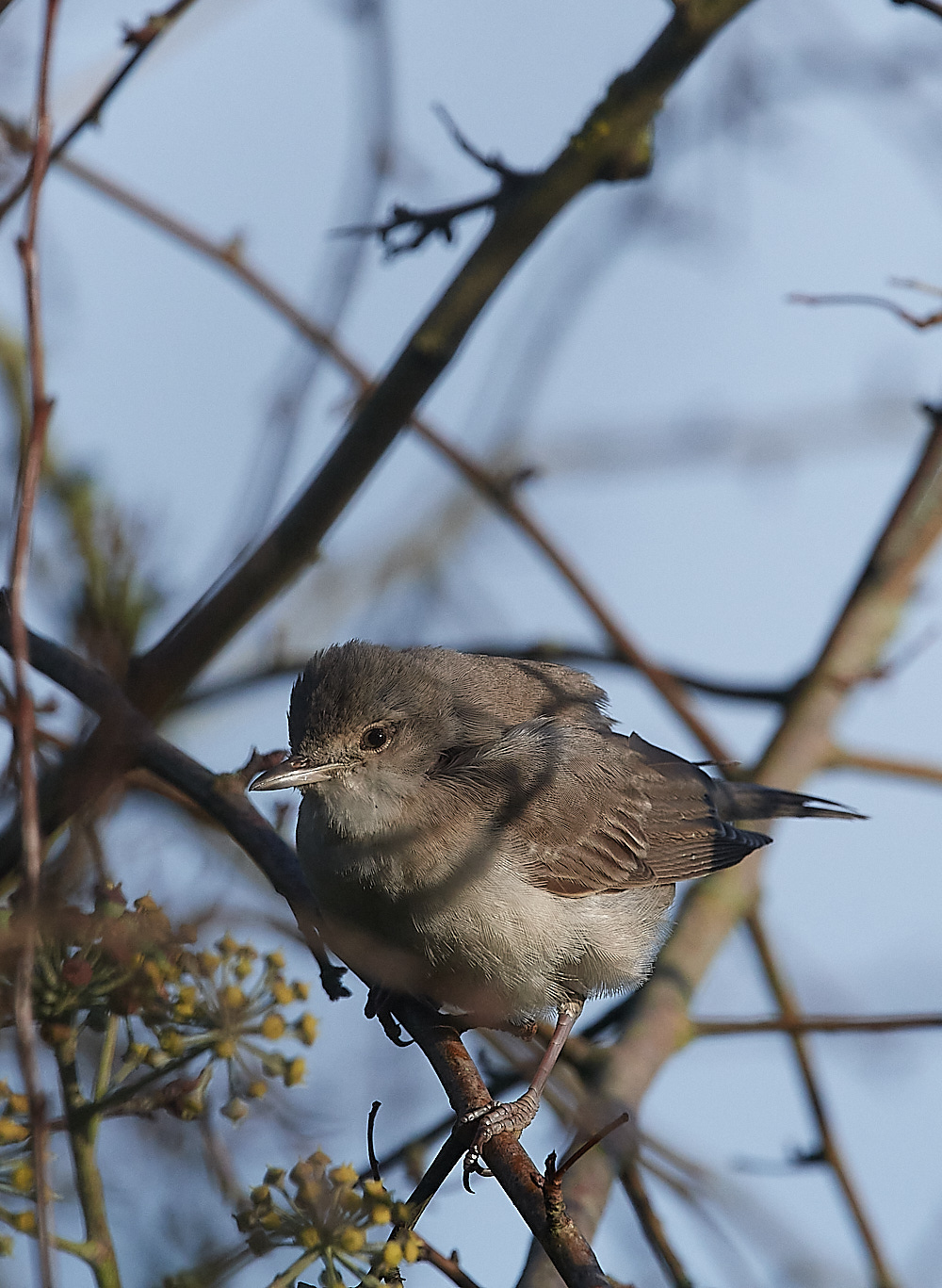 WivetonBarredWarbler041221-9