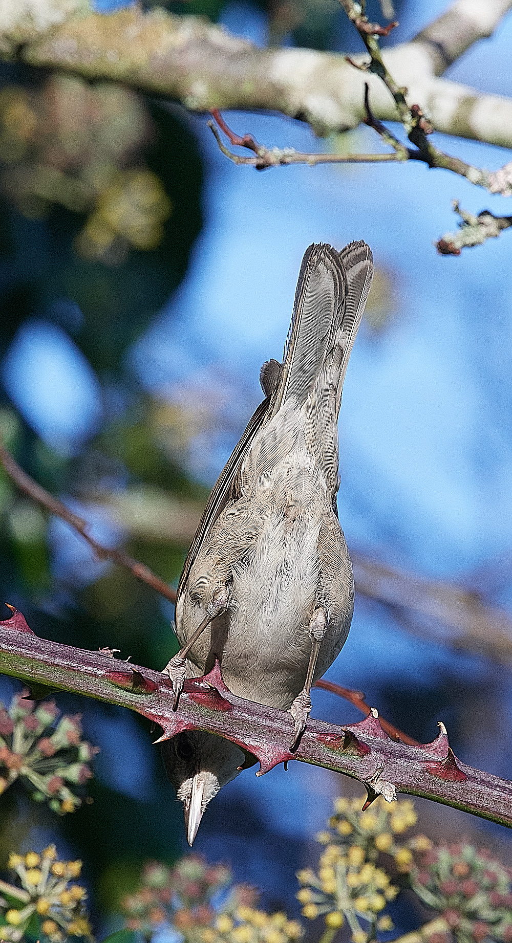 WivetonBarredWarbler051221-