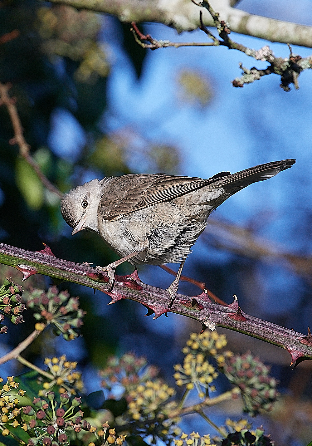 WivetonBarredWarbler051221-1