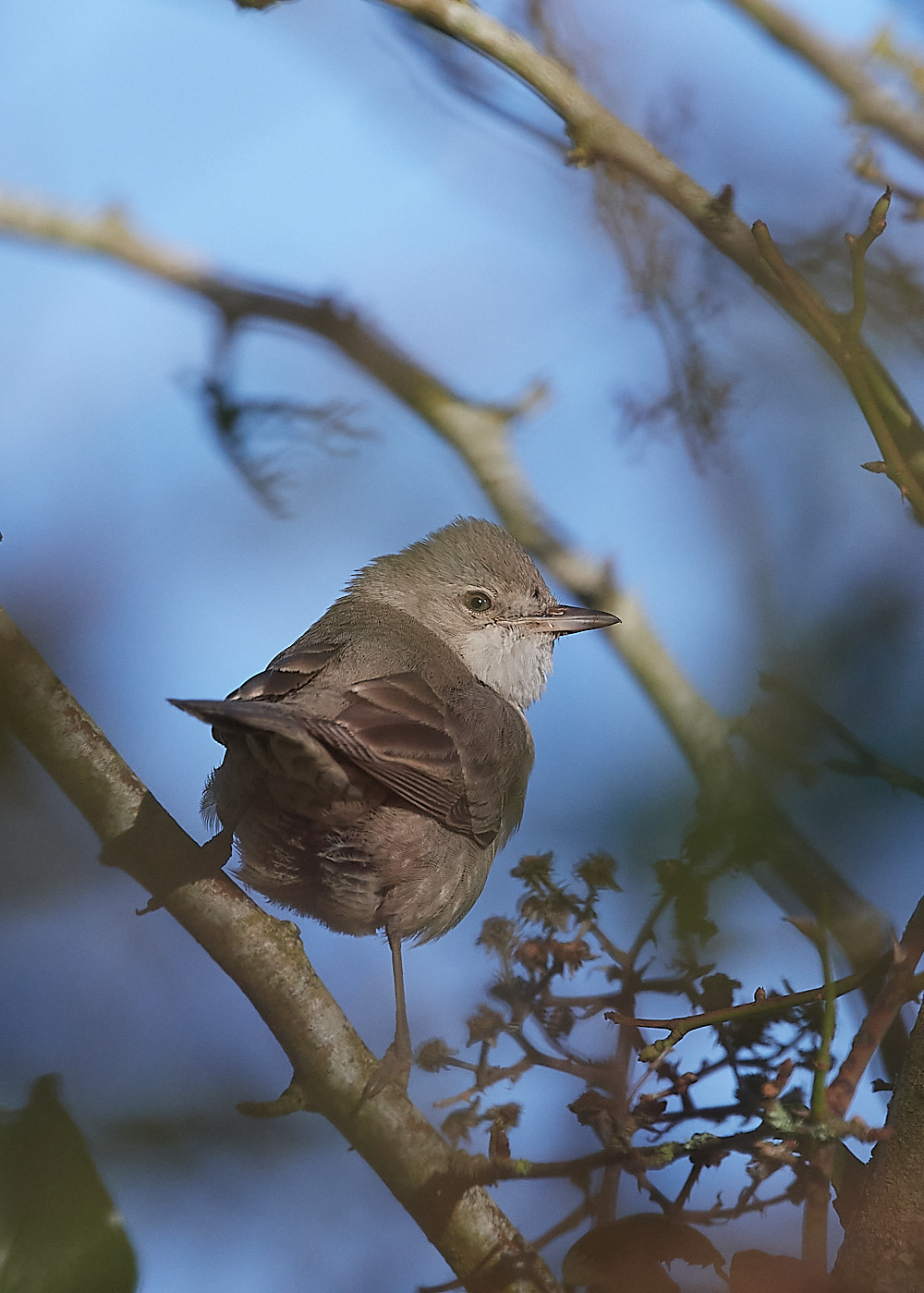 WivetonBarredWarbler051221-10