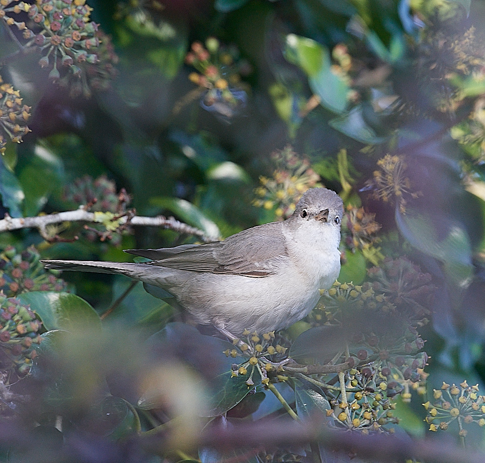 WivetonBarredWarbler051221-11