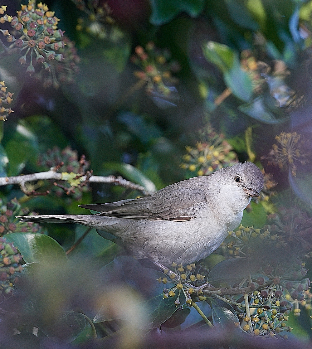 WivetonBarredWarbler051221-12