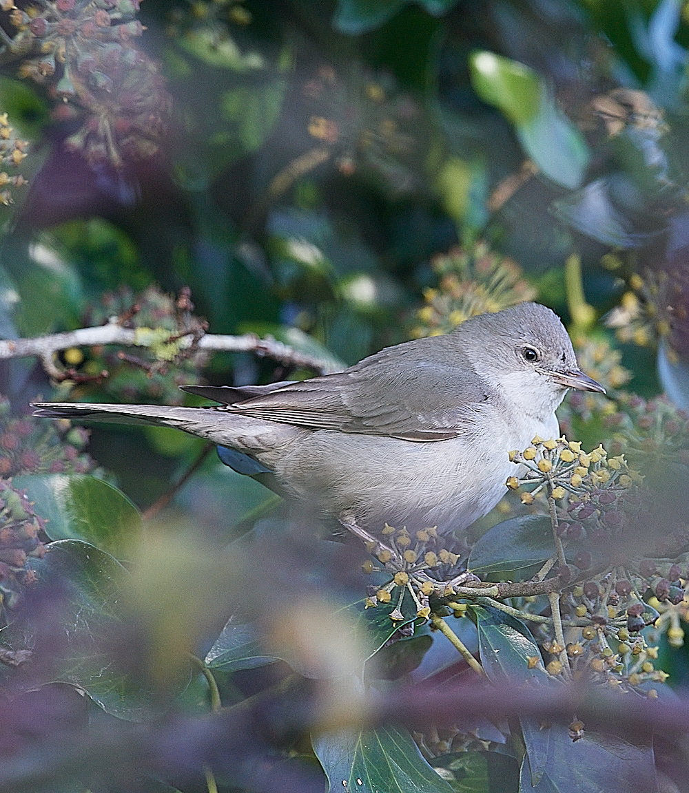 WivetonBarredWarbler051221-13