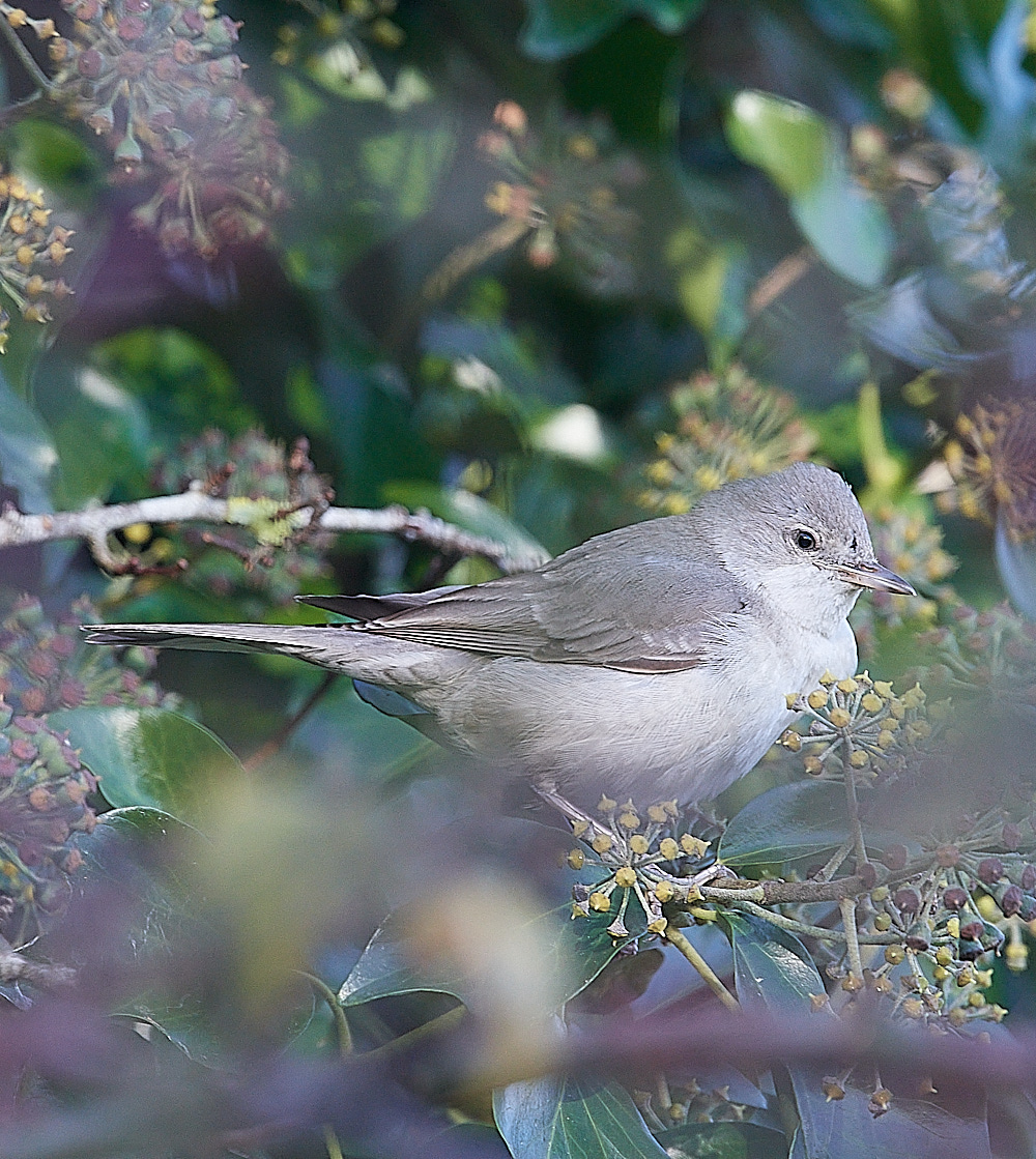 WivetonBarredWarbler051221-14