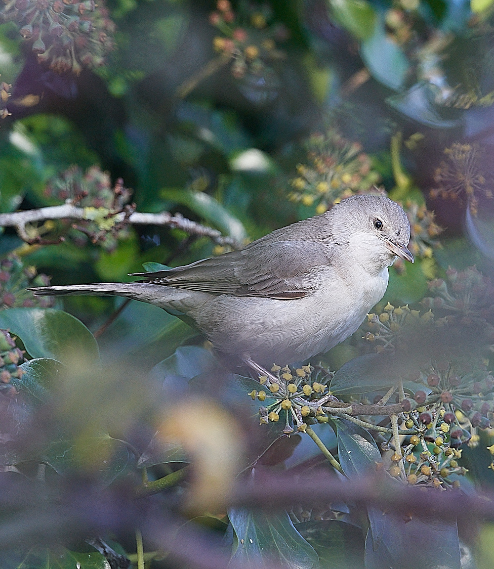 WivetonBarredWarbler051221-15