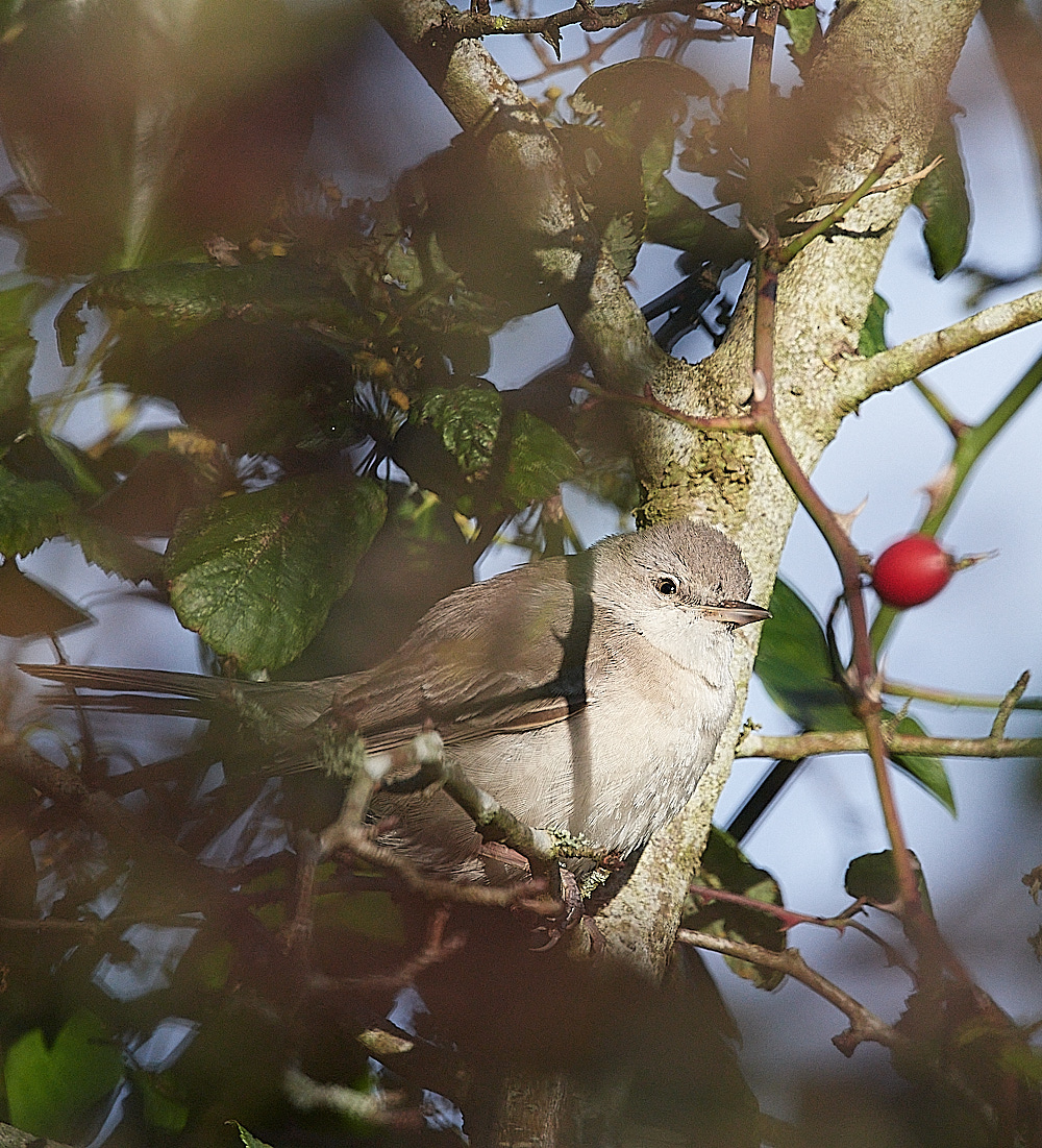 WivetonBarredWarbler051221-16