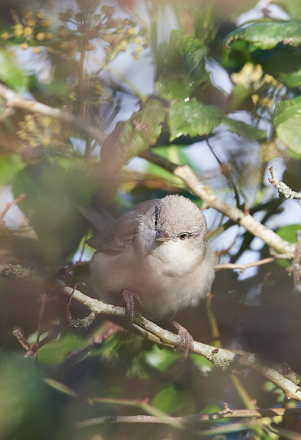 WivetonBarredWarbler051221-18