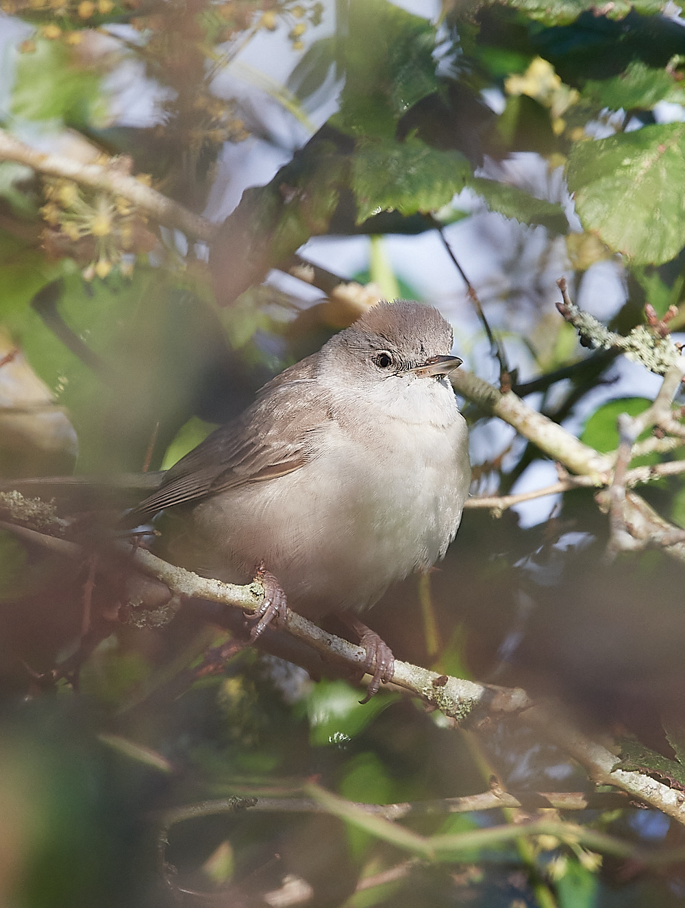 WivetonBarredWarbler051221-19
