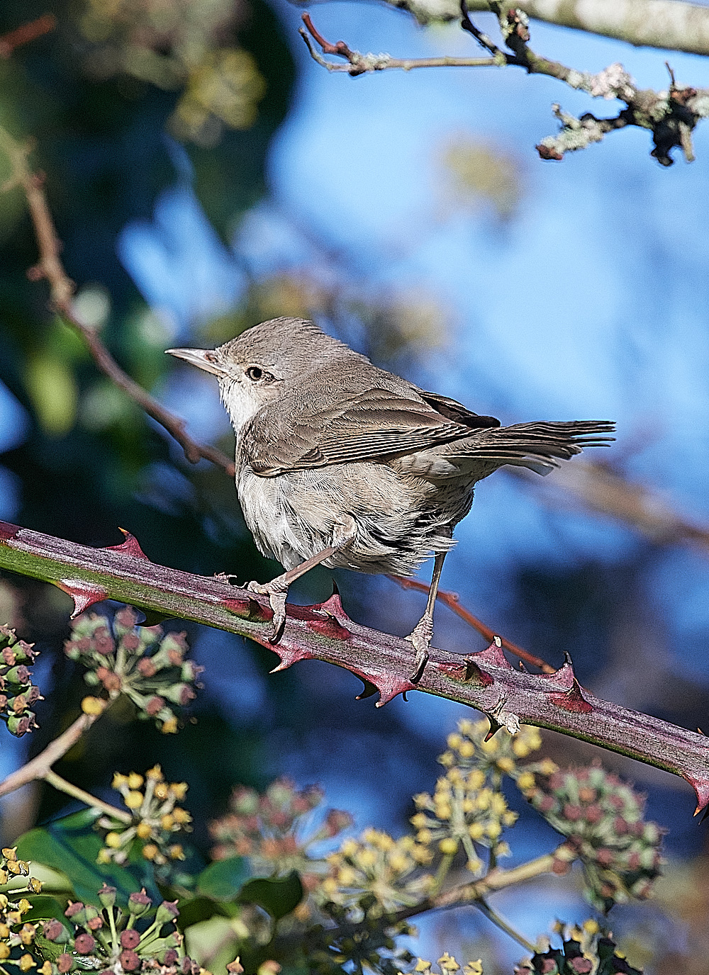 WivetonBarredWarbler051221-2