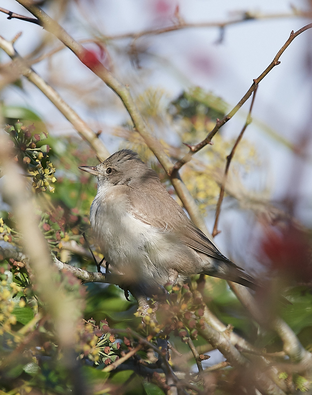 WivetonBarredWarbler051221-20