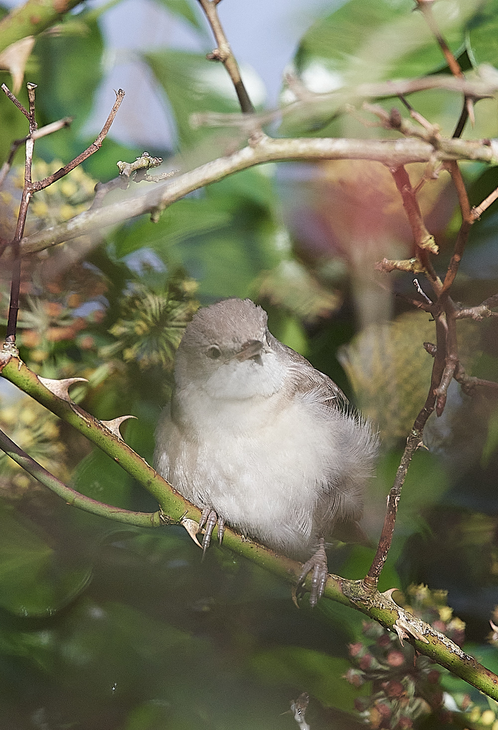 WivetonBarredWarbler051221-21