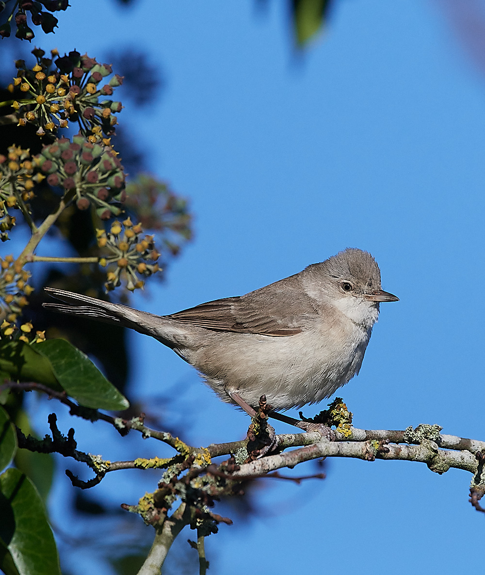 WivetonBarredWarbler051221-4
