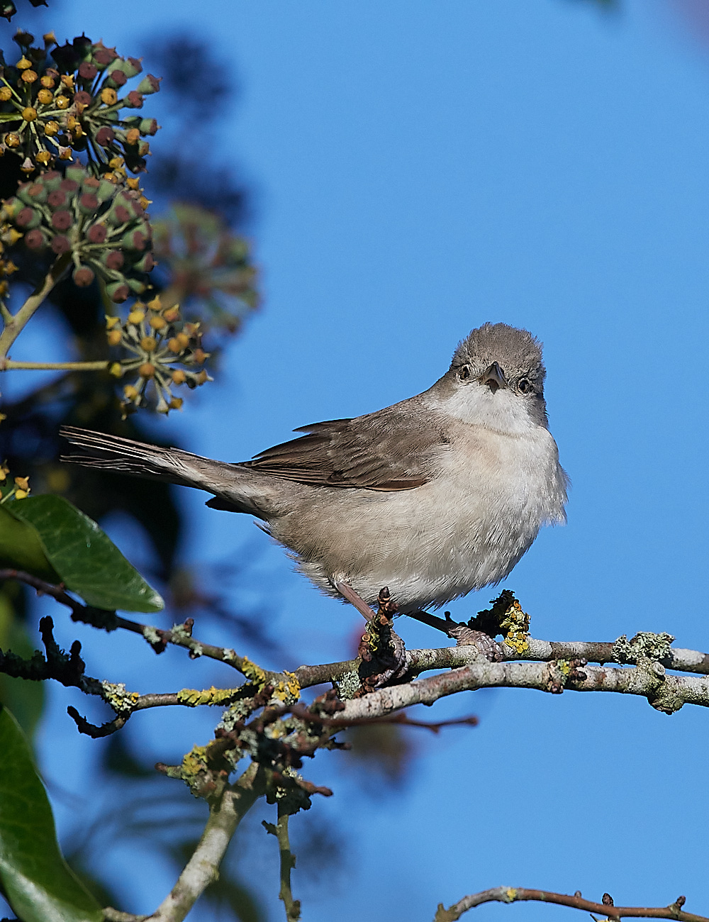 WivetonBarredWarbler051221-5