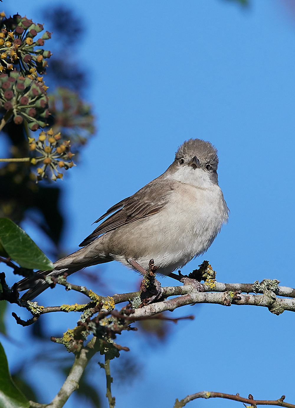 WivetonBarredWarbler051221-6