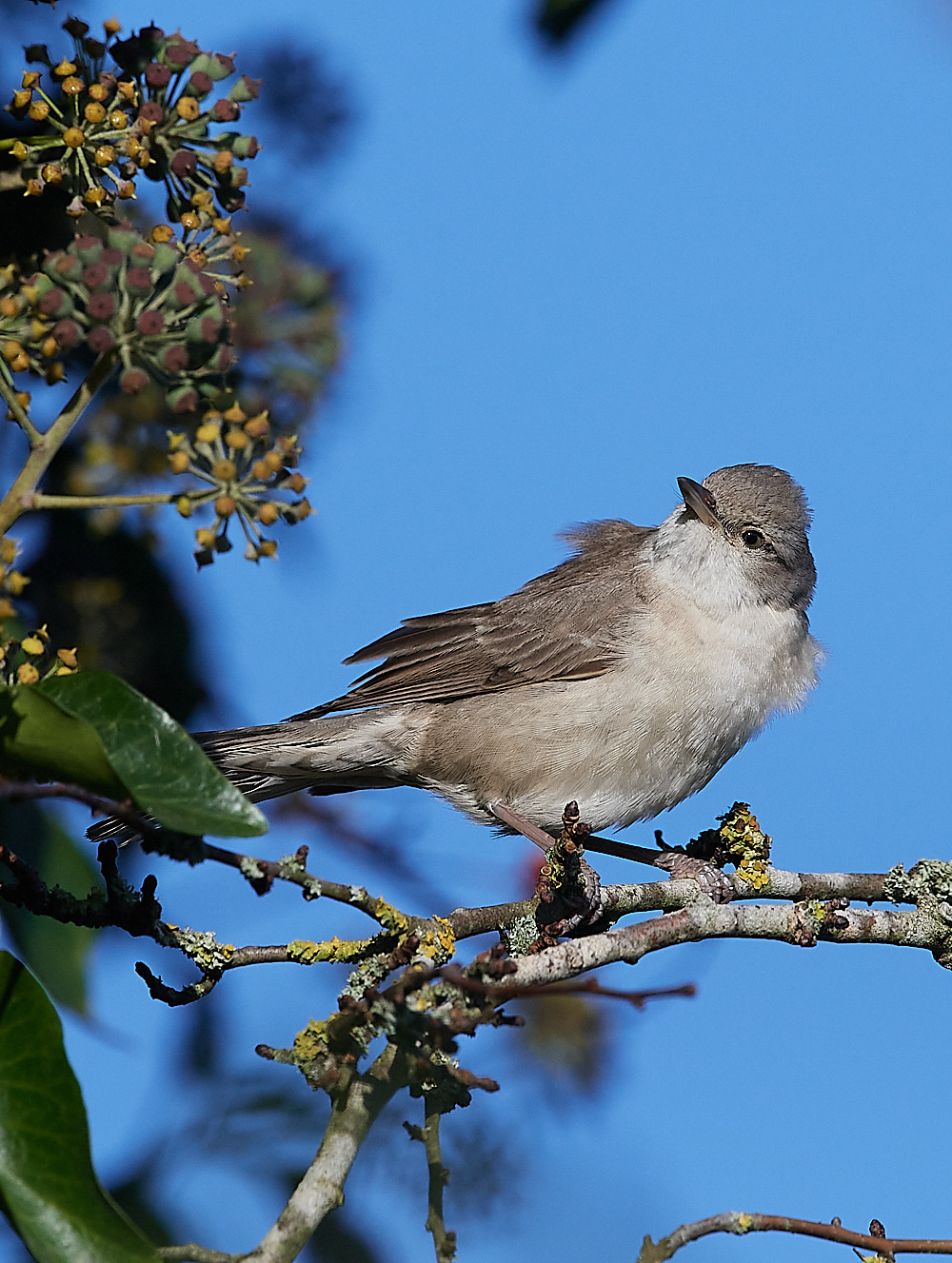 WivetonBarredWarbler051221-7