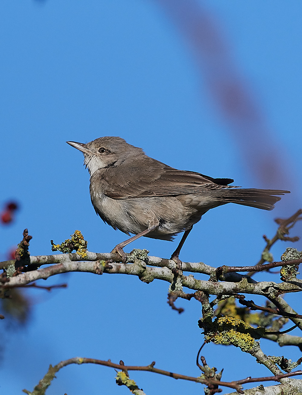 WivetonBarredWarbler051221-8
