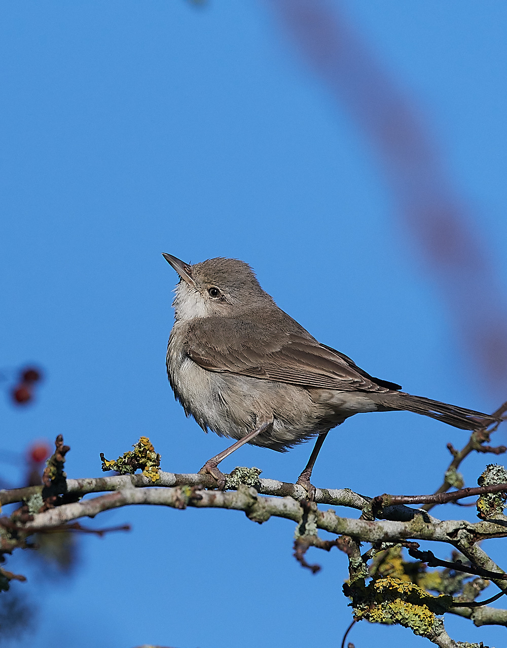 WivetonBarredWarbler051221-9