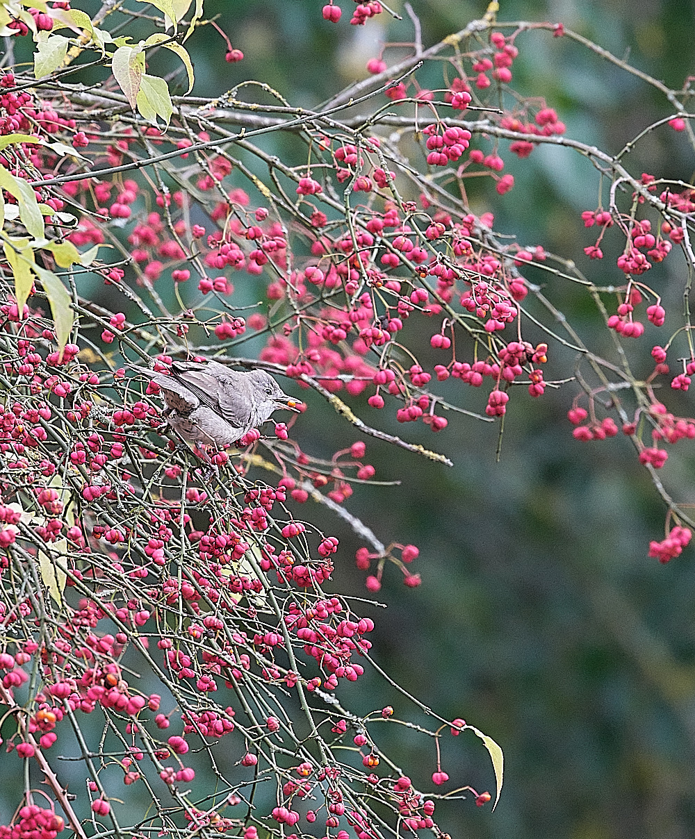 WivetonBarredWarbler091221-1