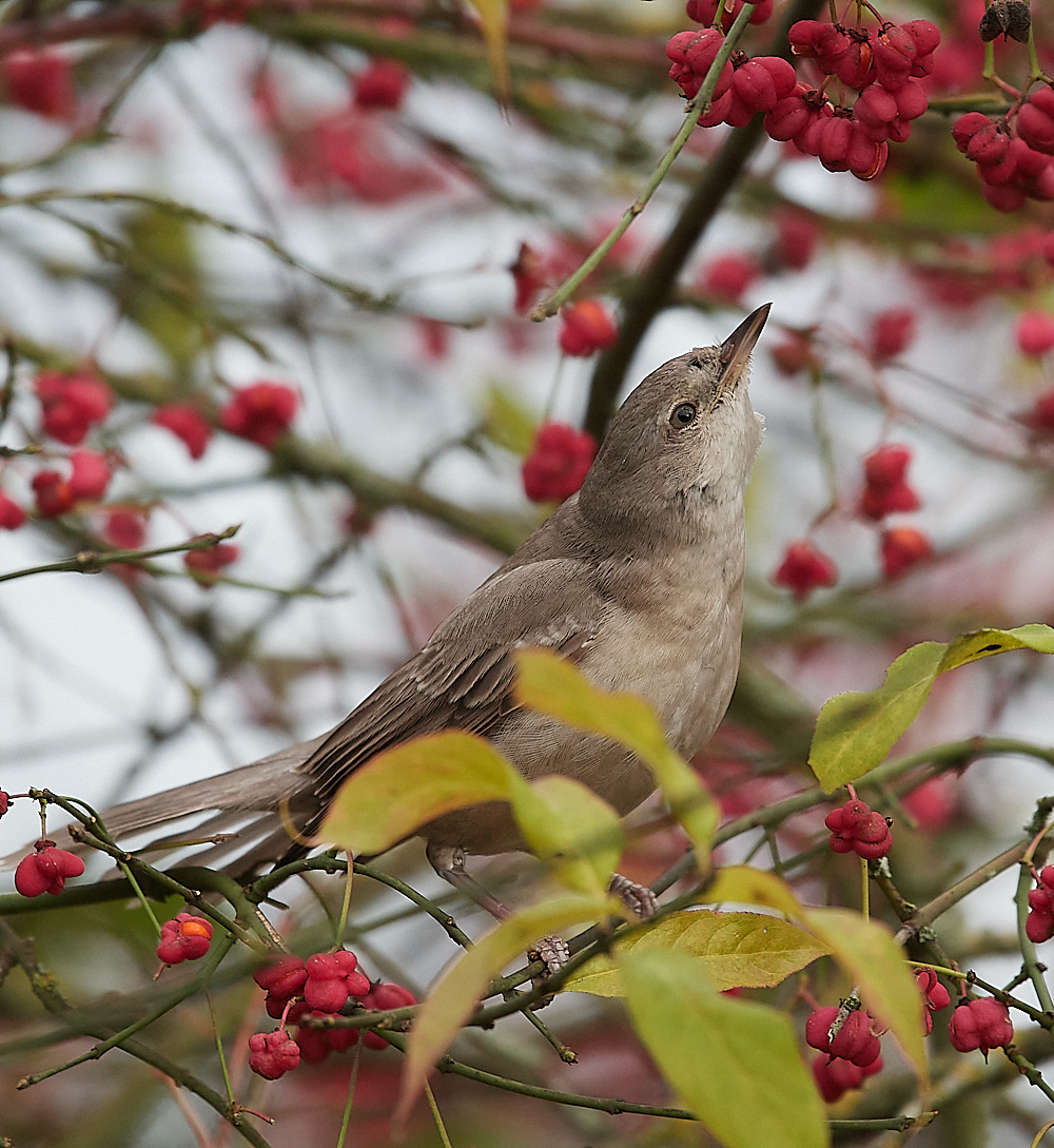 WivetonBarredWarbler091221-10