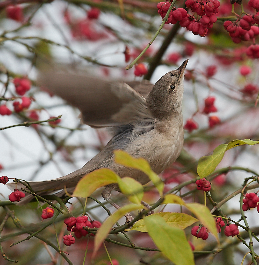 WivetonBarredWarbler091221-11