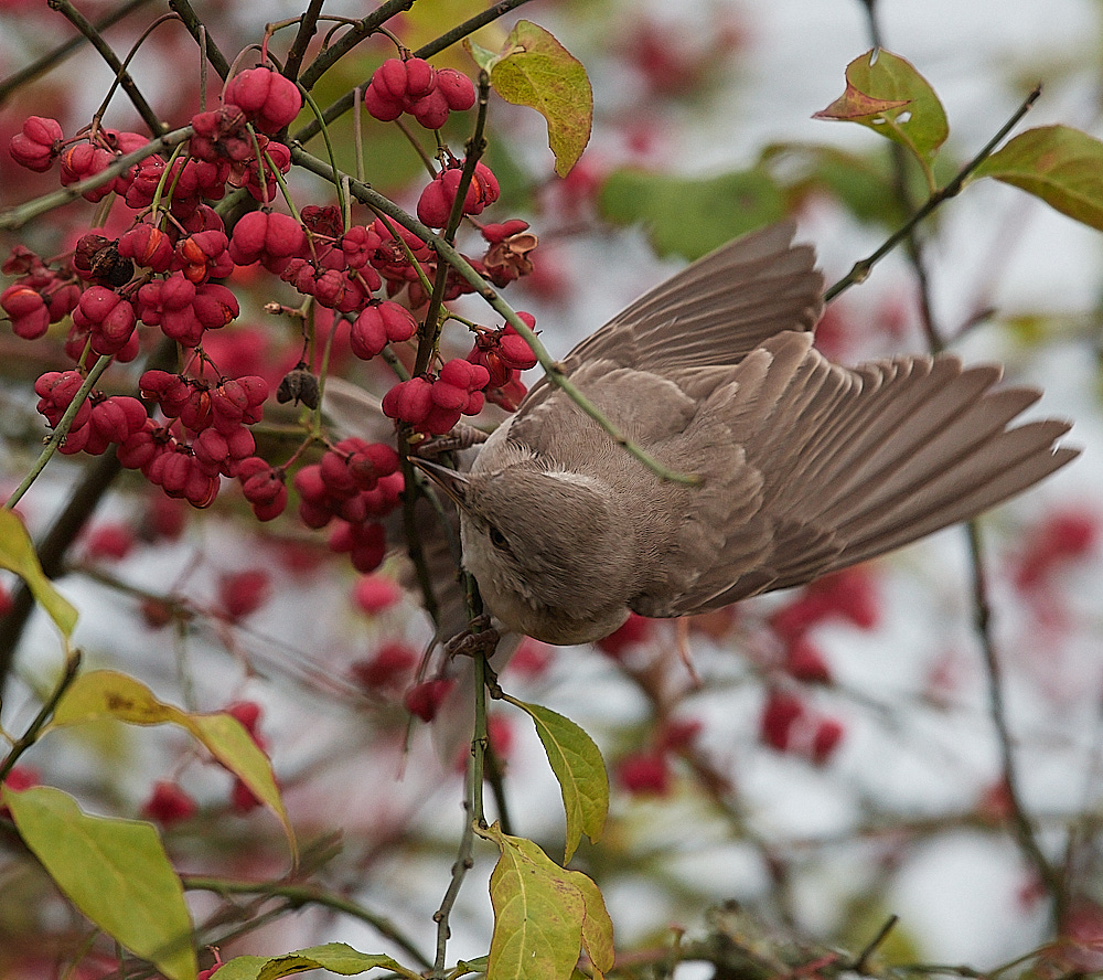 WivetonBarredWarbler091221-12