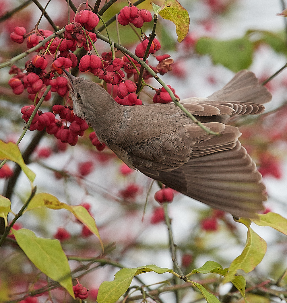 WivetonBarredWarbler091221-13