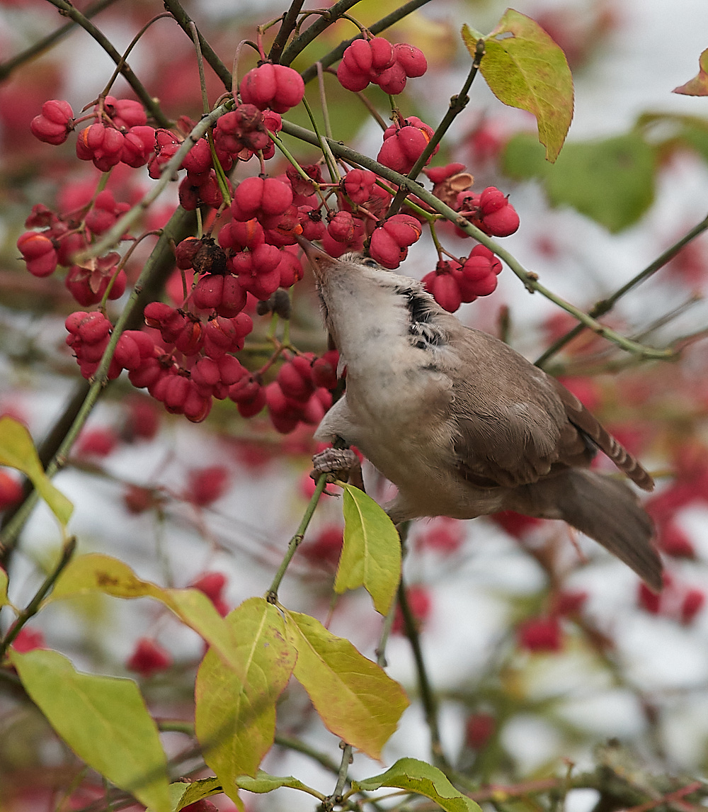 WivetonBarredWarbler091221-14
