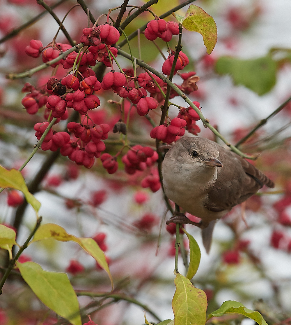 WivetonBarredWarbler091221-15