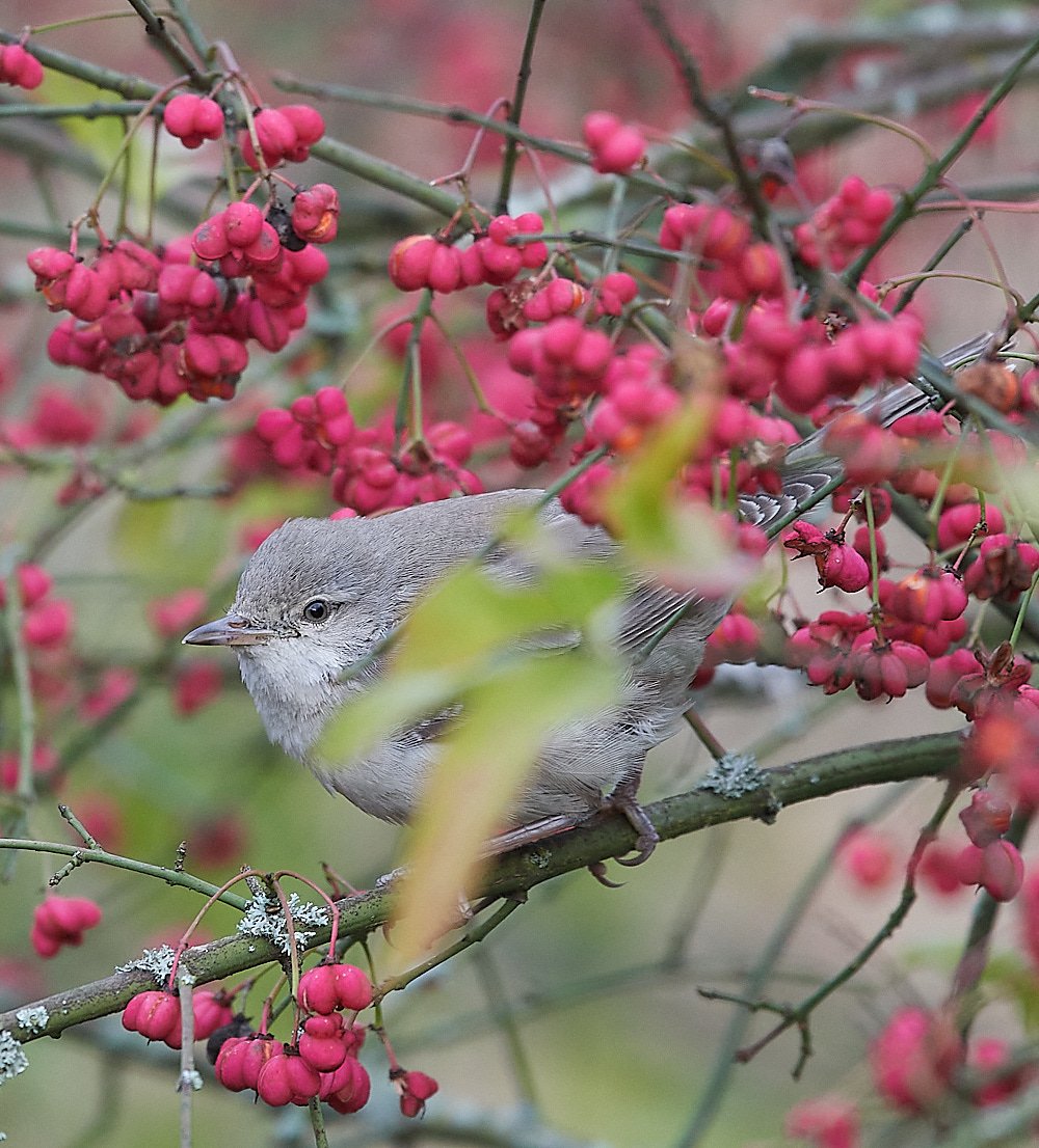 WivetonBarredWarbler091221-17