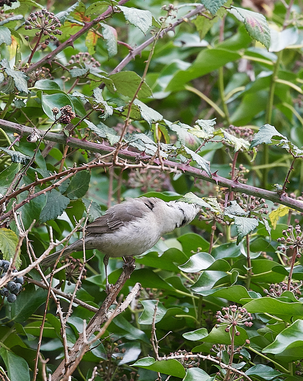 WivetonBarredWarbler091221-2