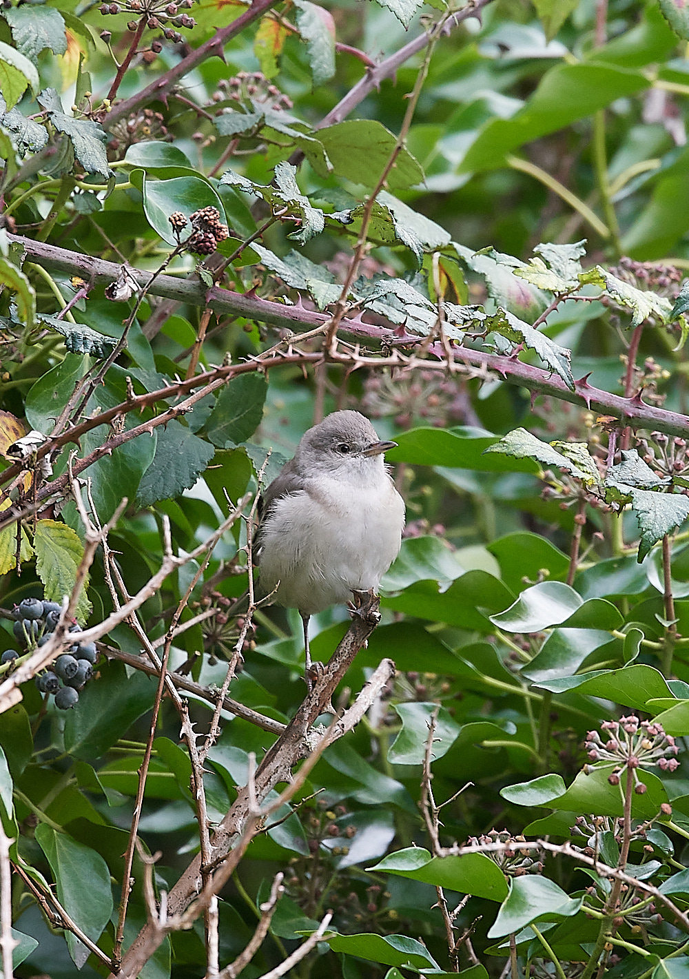WivetonBarredwarbler091221-2b