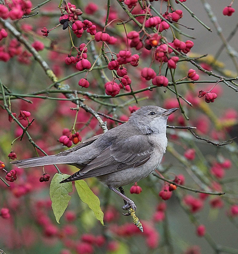 WivetonBarredWarbler091221-3