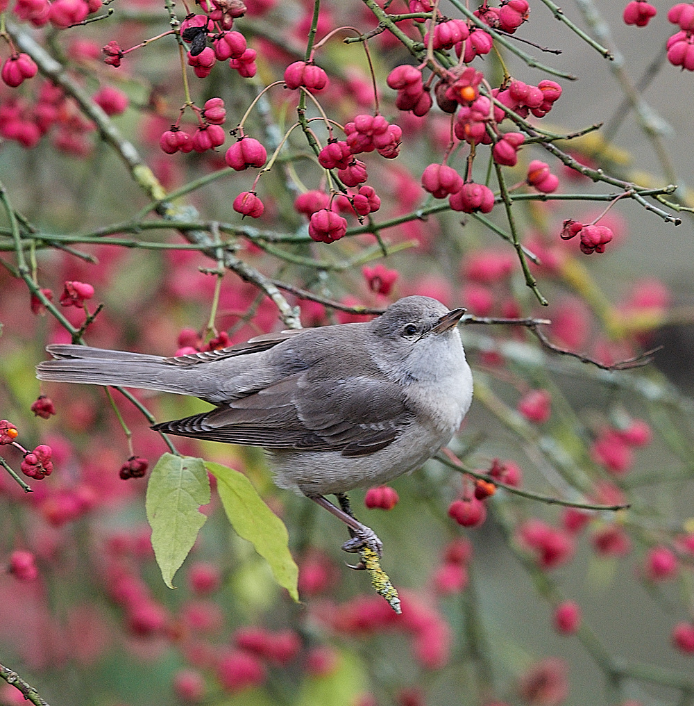 WivetonBarredWarbler091221-4