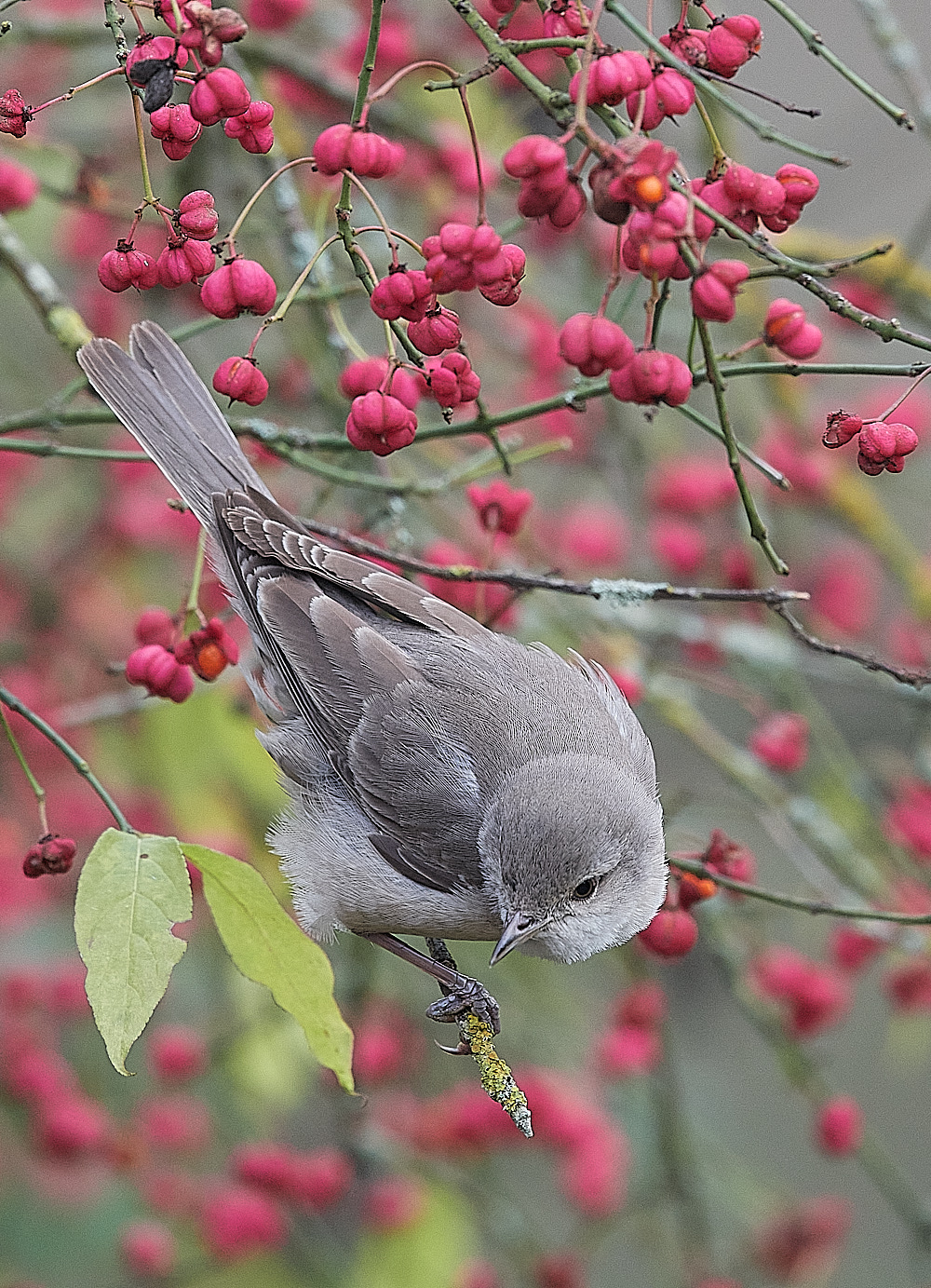 WivetonBarredWarbler091221-5