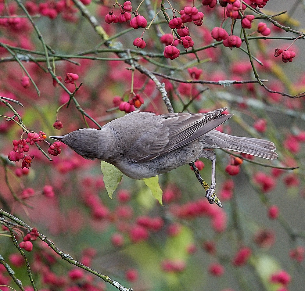 WivetonBarredWarbler091221-6