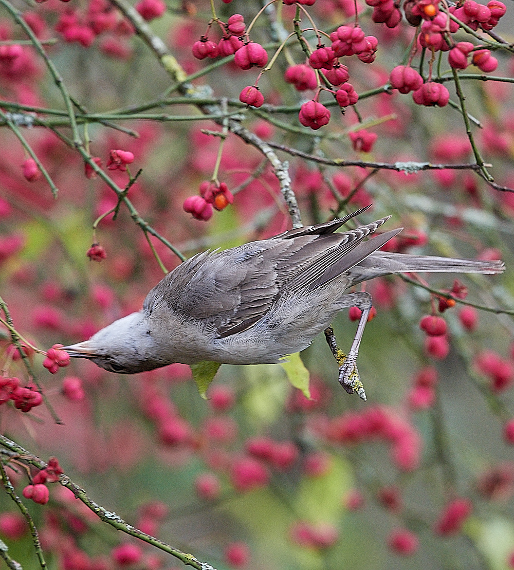 WivetonBarredWarbler091221-7