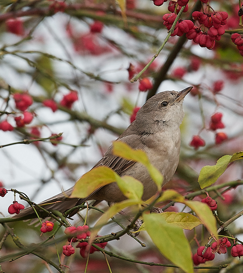 WivetonBarredWarbler091221-9
