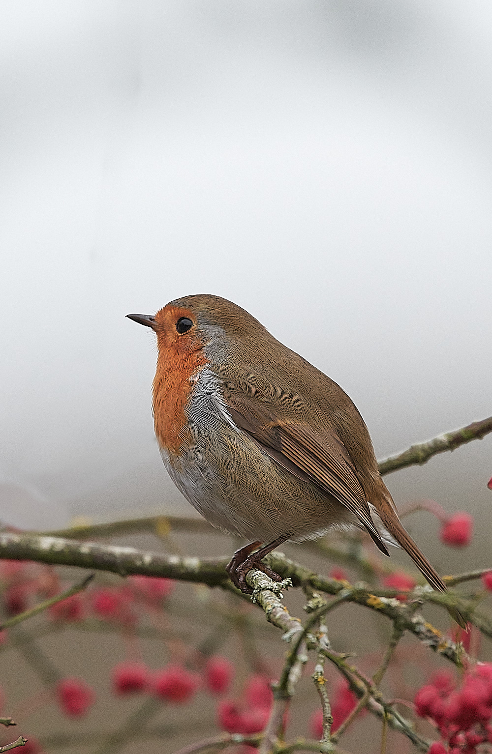 WivetonRobin091221-1 2